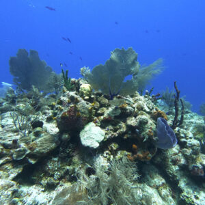 Mahahual Costa
