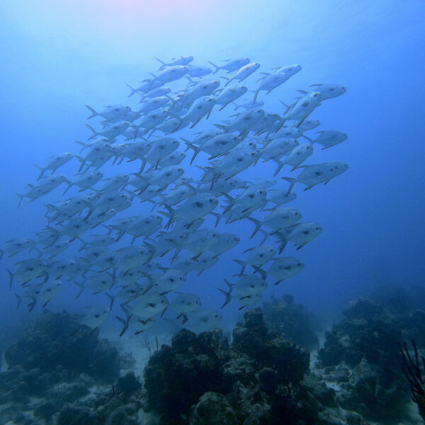 Banco Chinchorro - Imagen 5