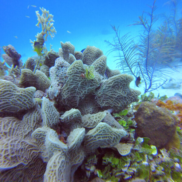 Mahahual Snorkel - Imagen 2