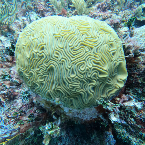 Mahahual Snorkel - Imagen 3
