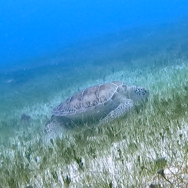 Mahahual Snorkel - Imagen 5