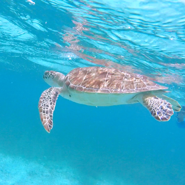 Mahahual Snorkel - Imagen 7