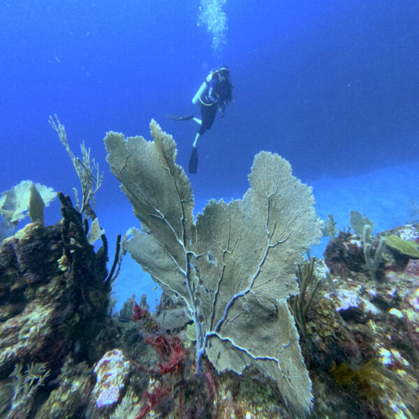 Caye Caulker, Belice - Imagen 2