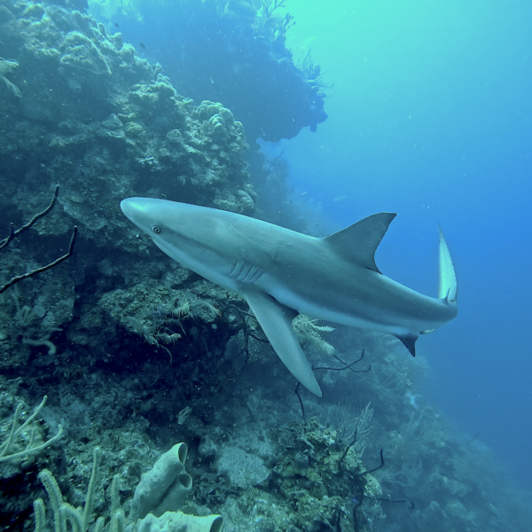 Caye Caulker, Belice