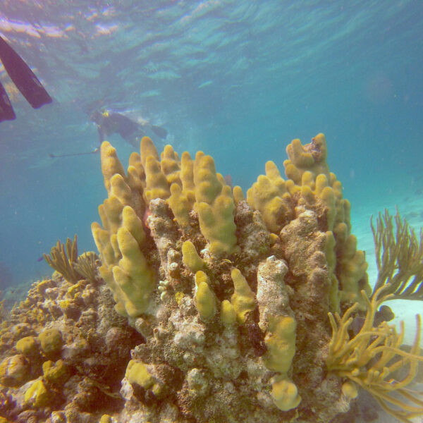 Chinchorro Snorkel - Imagen 2