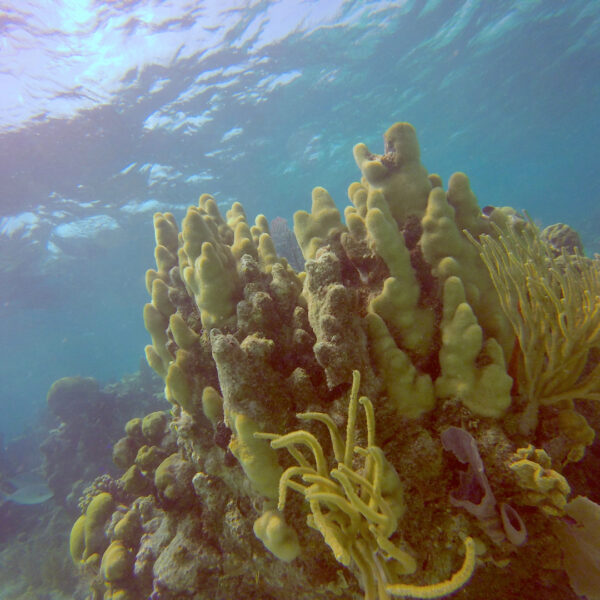 Chinchorro Snorkel - Imagen 3
