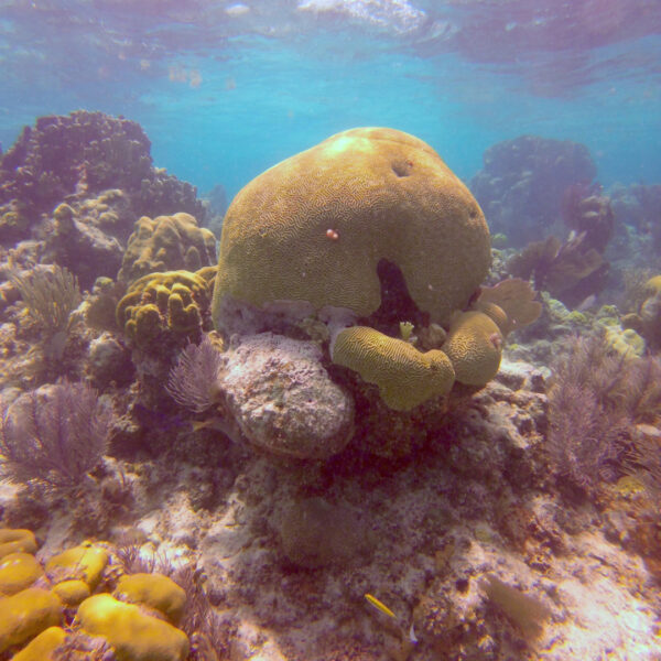 Chinchorro Snorkel - Imagen 4