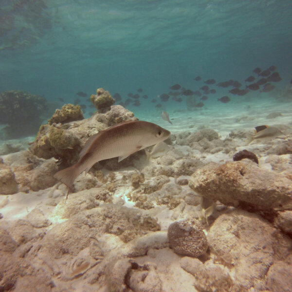 Chinchorro Snorkel - Imagen 5