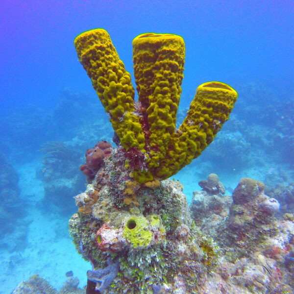 Chinchorro Snorkel