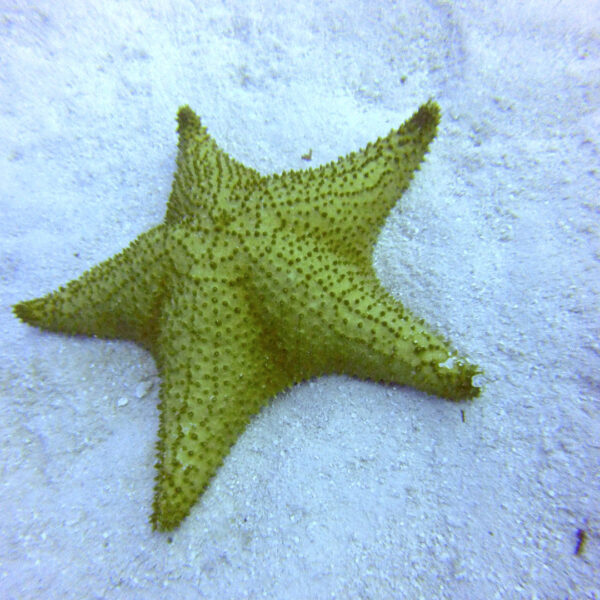 Chinchorro Snorkel - Imagen 6