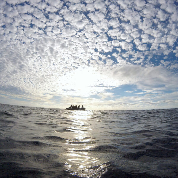 Islas Revillagigedo - Imagen 8