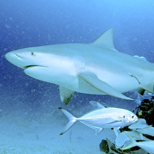 Tiburón Toro - Imagen 2