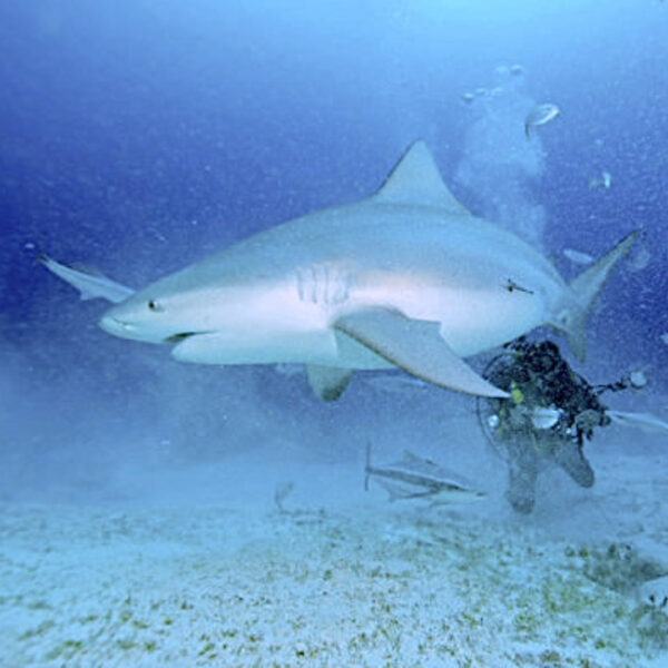Tiburón Toro - Imagen 3