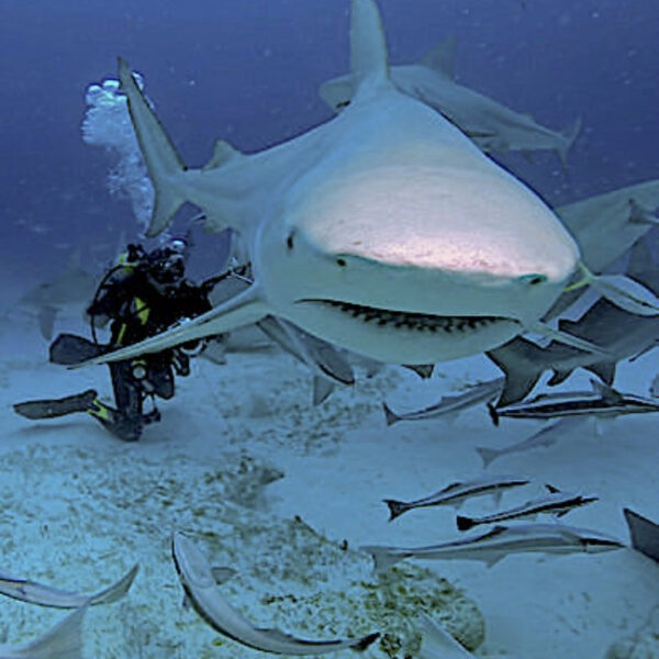 Tiburón Toro - Imagen 4