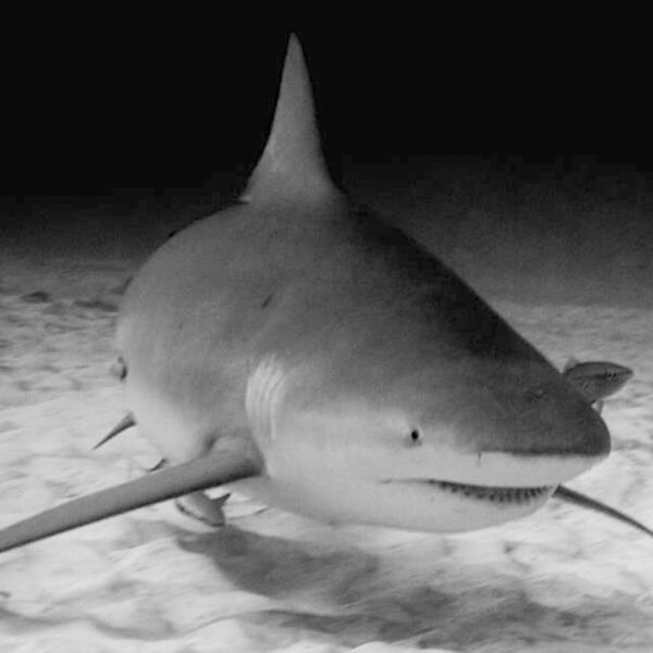 Tiburón Toro - Imagen 5
