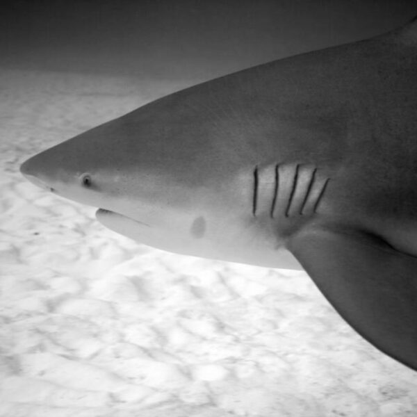 Tiburón Toro - Imagen 6