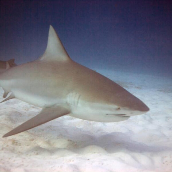 Tiburón Toro - Imagen 7