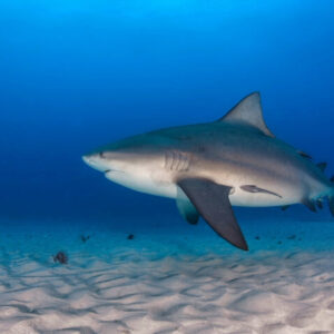 Tiburón Toro